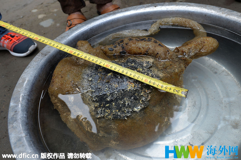 男子钓鱼钓起怪物：鉴定疑似“太岁” 