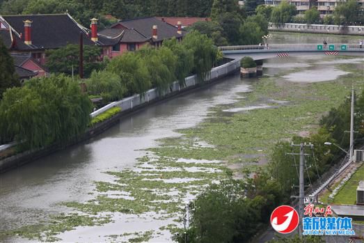 大量水葫芦顺水突袭苏州河 几乎占据一半河道