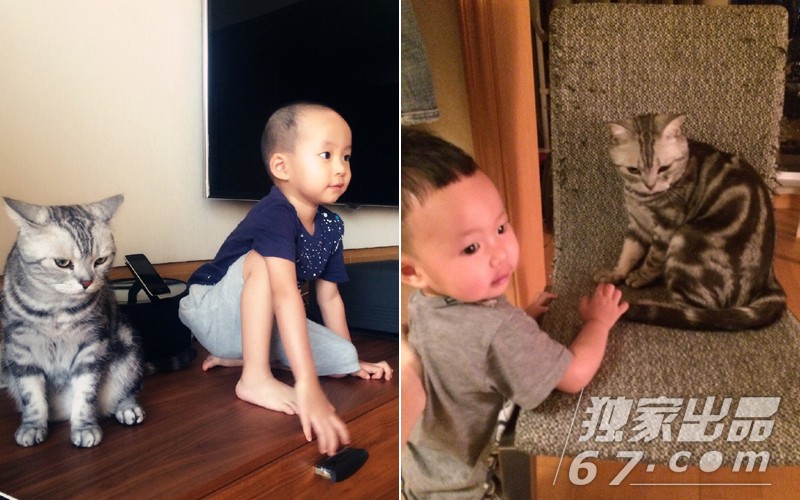 你不造的铲屎官！舒淇胡歌萧敬腾 揭被喵星人俘获的明星