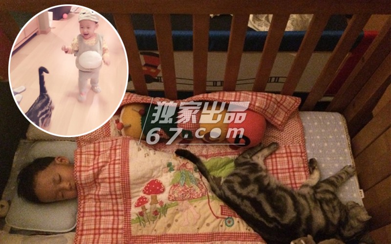 你不造的铲屎官！舒淇胡歌萧敬腾 揭被喵星人俘获的明星