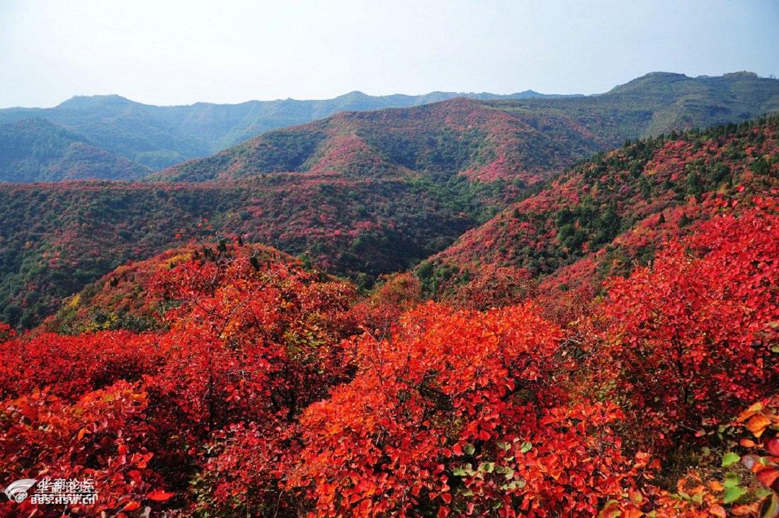 阳光之旅10月25号28号29号同发新线路香山红叶艳似火韩城薛峰休闲游