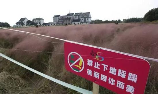 10月19日，单先生让员工在粉黛乱子草田野的田埂边上竖立了警示牌，上面印着”禁止下地踩踏、美丽因你而美”，但仍有游客毫不顾忌地往花田中间走。
