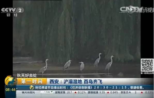 浐灞生态区又登央视 被赞“秋天好去处”！ 
