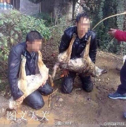 两男子偷狗被捉：两男子偷狗被捉 胸前挂死狗示众10小时