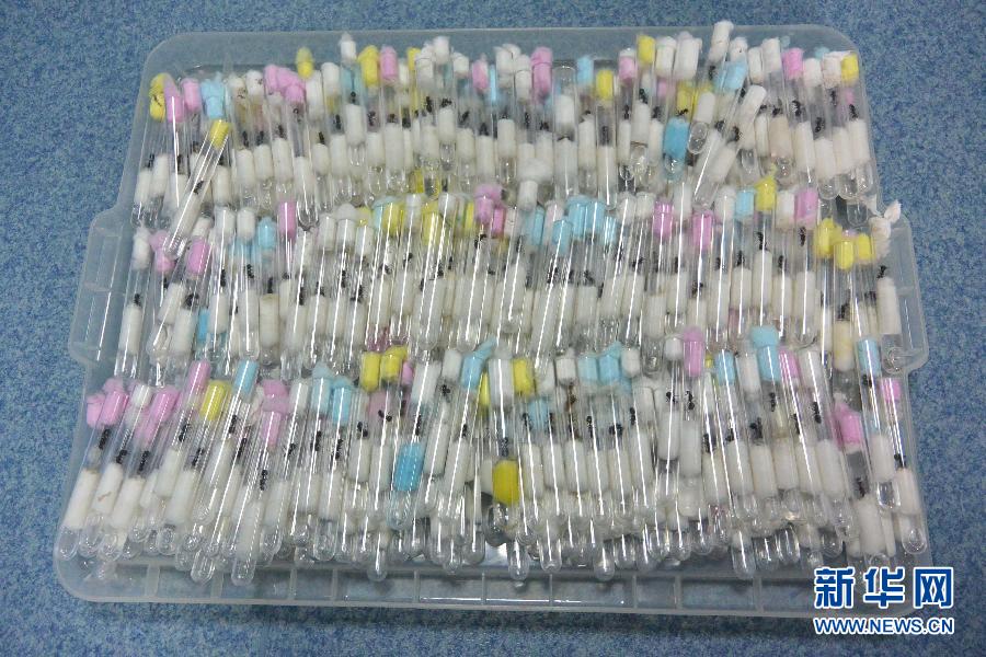 成都海关截获活体蚂蚁1012只 体形最大的蚂蚁之一