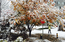 北京秋景遇降雪颜值高