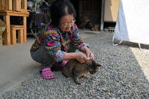 日本神秘猫咪当信使 送八百封信揭尘封过往(图)