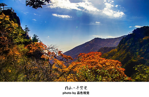 商洛红叶孤芳自赏有谁怜?