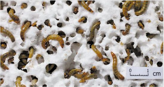 中国科学家发现吃塑料虫子 能降解所有塑料