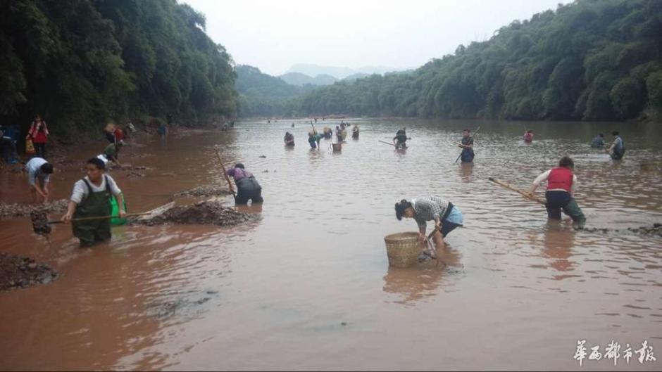 四川泸州数百人下河挖“玉石” 河滩千疮百孔