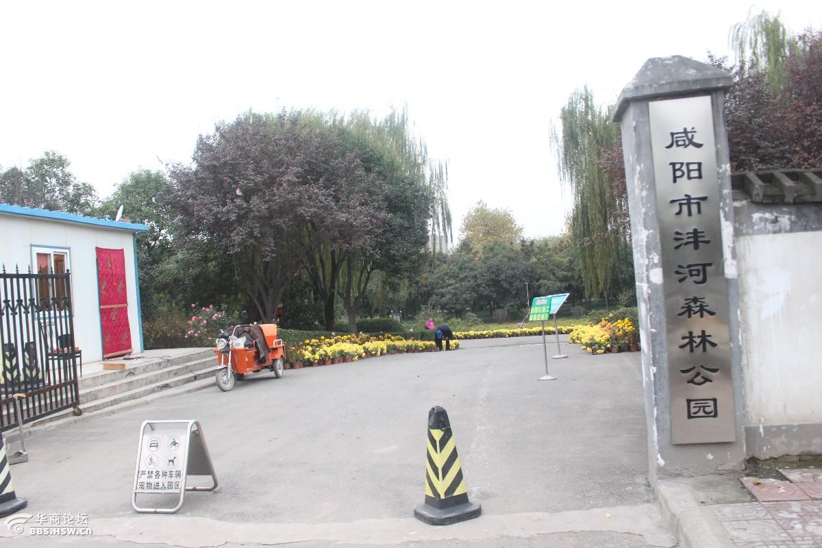 咸阳沣河森林公园的菊花展已经一段时间了,展出的菊花虽然已经有些
