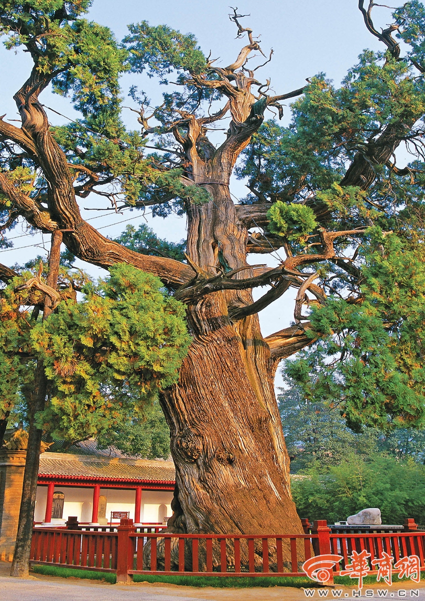 千年银杏树 陕西古寺 名人手植树