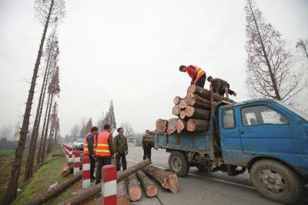 汉中108国道改扩建 3824棵水杉将砍市民专程留念