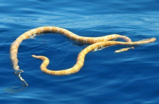 澳大利亚西海岸再现珍稀海蛇 科学家称其已灭绝15年