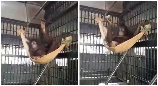 泰国动物园猩猩自制吊床 网友惊呼“逆天”