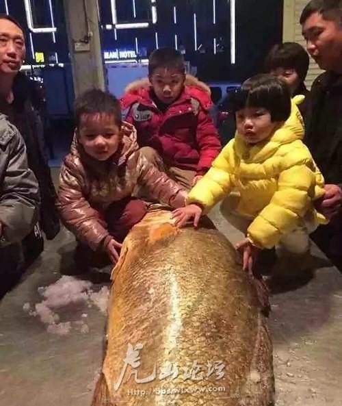 1米69黄唇鱼身价上百万 黄唇鱼为何在这么贵