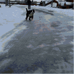 37.gif
