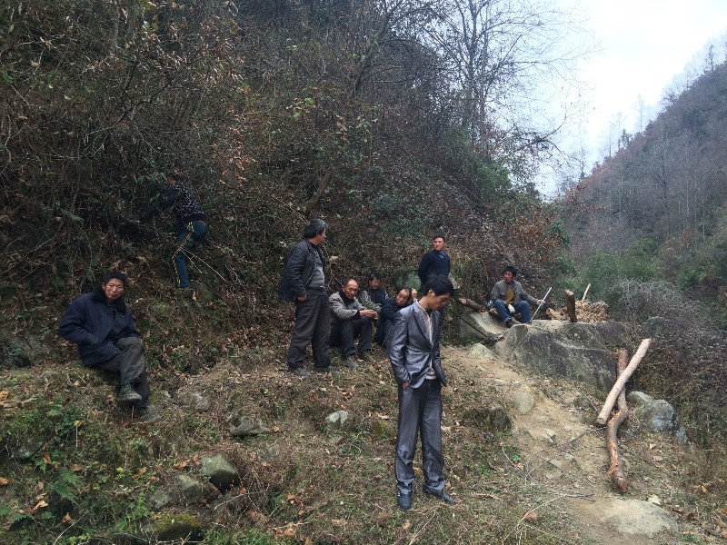 汉中野生大树被盗挖村民报警 派出所10多天后才处警