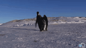 44.gif