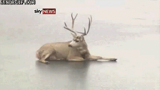 42.gif