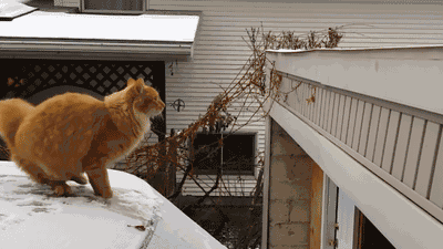 40.gif