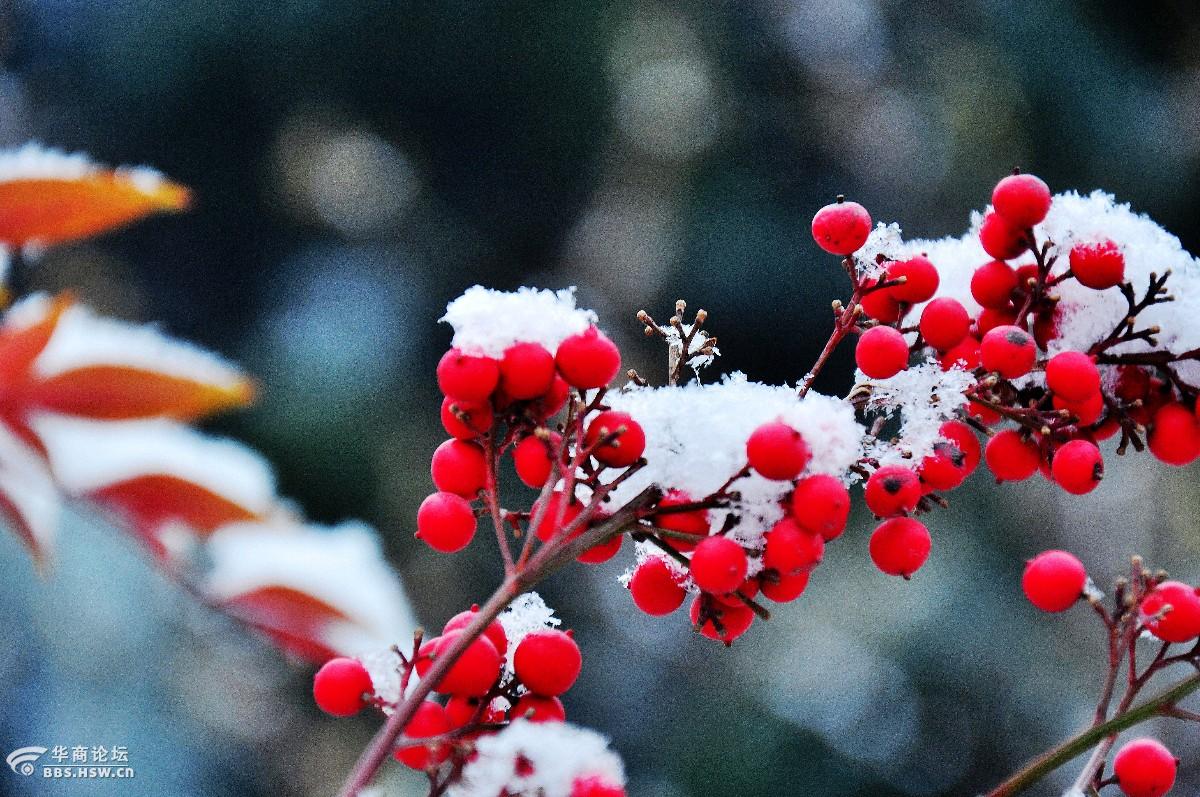 傲雪中兴庆公园火红的南天竹和玫瑰