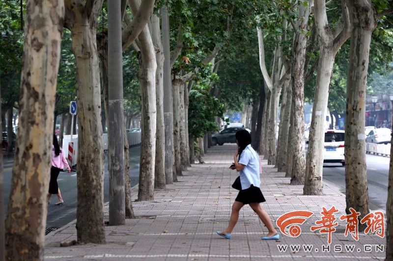 西安地铁5号线开建 友谊路梧桐迁移量减少至448棵