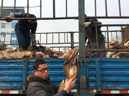 据何某交代，这批“三有保护动物”死体，是他从绵阳一家食品公司，以及陕西陇县、户县经营户手中购买。那么，何某为何会在家中存放如此多的“三有保护动物”的死体及制品呢?据警方调查，何某从2009年开始，便开始从事销售“三有保护动物”死体及制品的生意。几年前，野猪肉、毛冠鹿、小麂、草兔、豪猪等“野味”很受市场欢迎，有人专门制作礼品盒，他负责提供货品，然后用礼品盒包装进行销售。但如今，这些制品越来越难卖，但何某一直相信整个野味市场还会红火，于是，他继续从陕西等地进购货物，导致自己库存越来越多，有的货物已经存放了1年以上。[!--empirenews.page--]