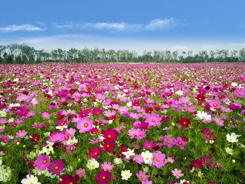 5月人间 花满泾河.jpg