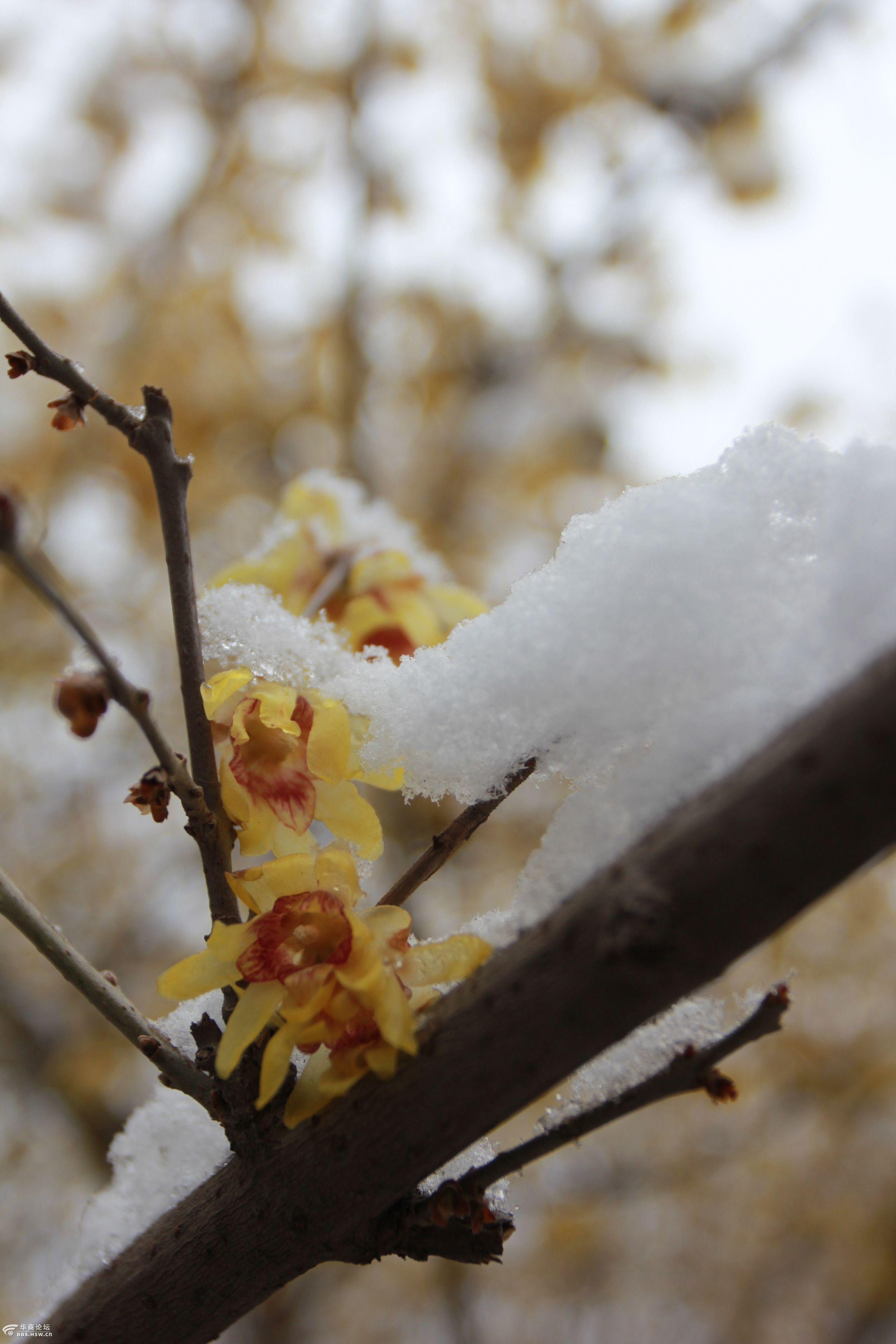 雪中腊梅