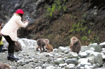 成都彭州龙门山区，一群猴子下山向游客要食物。