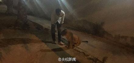 土豪家养狮子出逃 “大猫”竟在社区门口闲逛3小时求心理阴影面积 