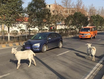 西安丈八北路中有两只羊马路上散步 吃绿化带植物