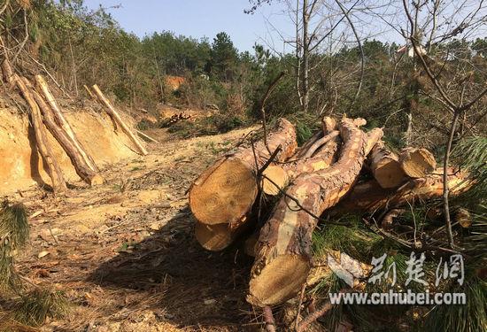 网友曝光唐山村“毁林”现场