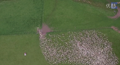 1000只羊一起奔跑是什么感觉……哈哈哈哈
