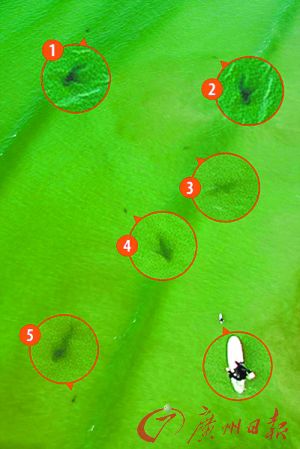 日前，41岁的南非飞行员简·特勒斯芬开着旋翼机经过开普敦的一处沙滩时，航拍到5条鲨鱼正游向一名冲浪女子的惊魂一幕。