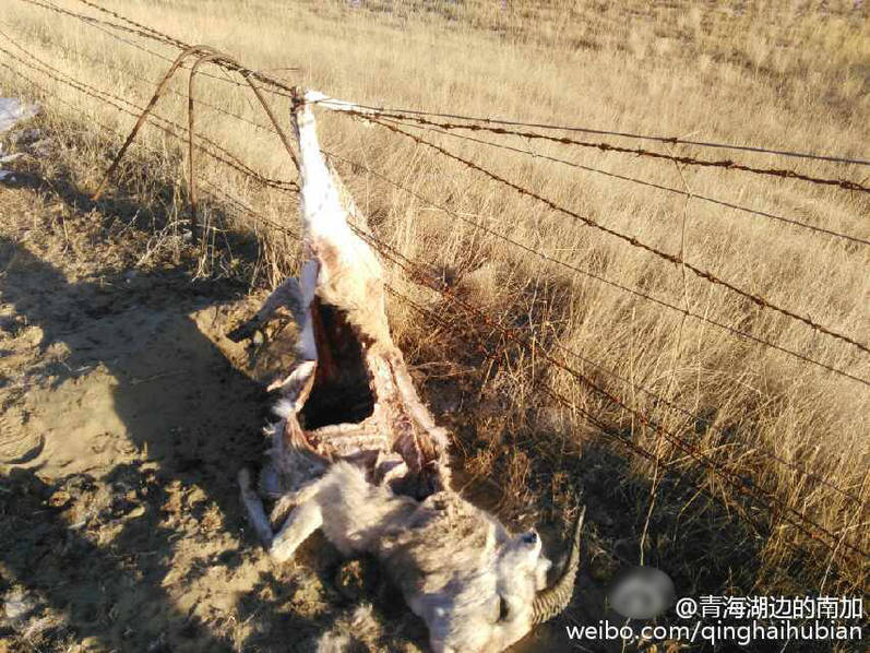 青海湖7只普氏原羚死于围栏 因被刺丝挂住