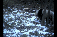 s8wh8yxv08lw04mh9uzr.jpg 熊猫.gif