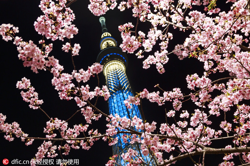 日本天空树下河津樱花早早盛开