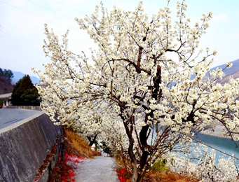 又是一年樱花烂漫时 安康白河县樱桃花开春意浓