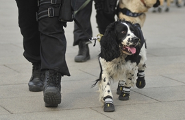 警犬会场外穿鞋执勤