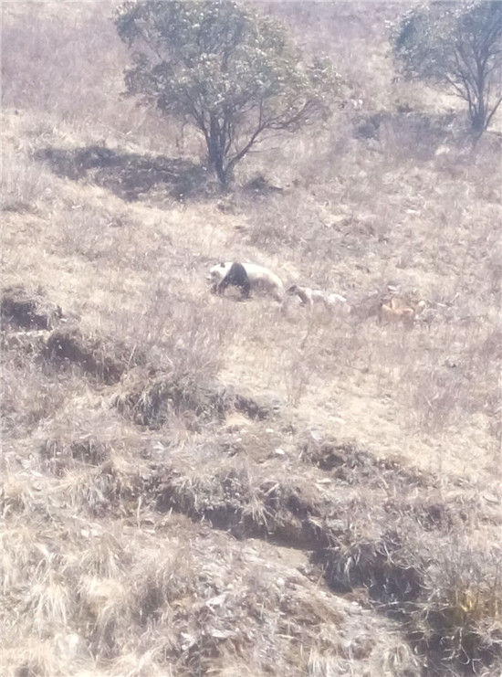 大熊猫下山被犬欺 长得胖跑不过狗