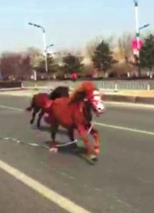 榆林市区现2匹马狂奔 系马场所有挣脱缰绳后跑出