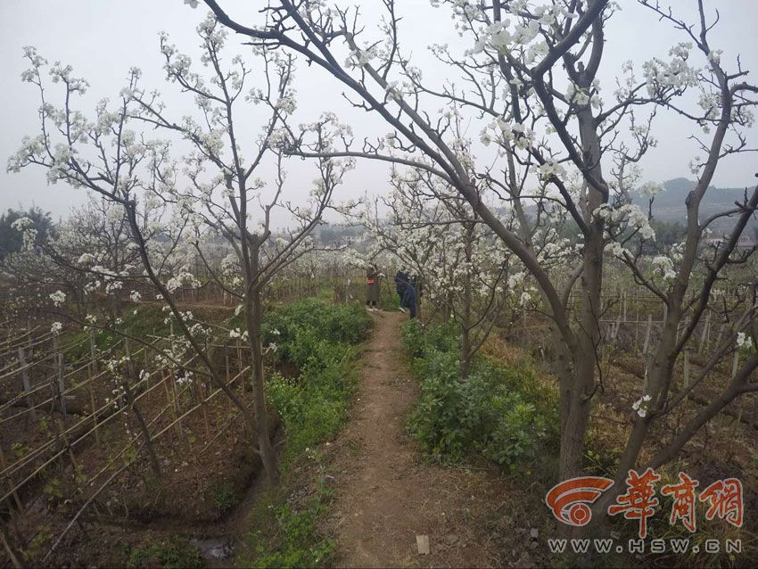 一树梨花满城春 魅力仁寿花似海