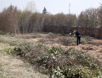 长安一小区门外树木被挖运走 挖树合法性遭质疑