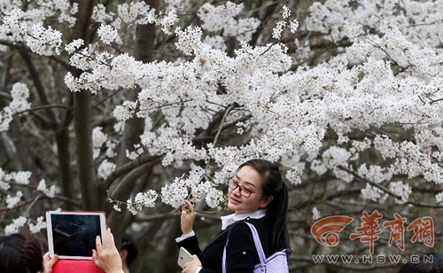 青龙寺樱花3.jpg