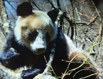 佛坪又现“棕色大熊猫” 或为在秦岭发现的第9只