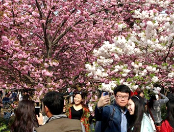 清明假期青龙寺樱花进入盛花期游客爆棚