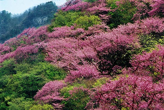 紫荆花海.jpg