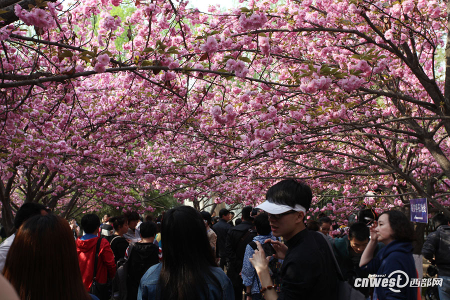 西安清明成旅游热门城市 家庭自驾游平均消费三千